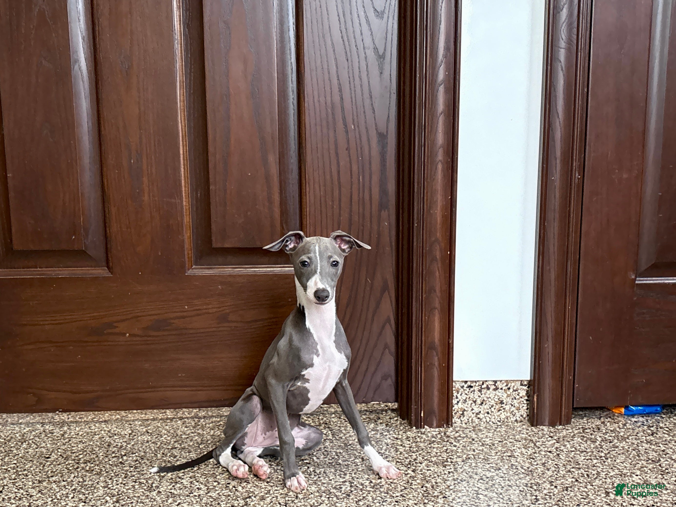 Italian Greyhound dogs Shanna  - Ad 1