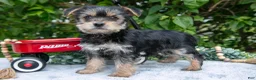 Yorkshire Terrier dogs for sale: Elvis - Ad 1