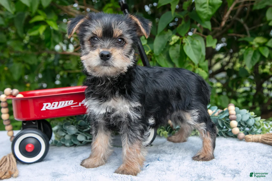 Yorkshire Terrier dogs for sale: Elvis - Ad 1