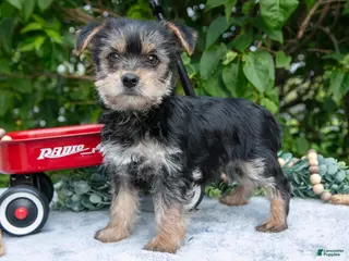 Yorkshire Terrier dogs for sale: Elvis - Ad 2
