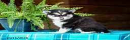 Pomsky dogs for sale: Richard - Ad 4