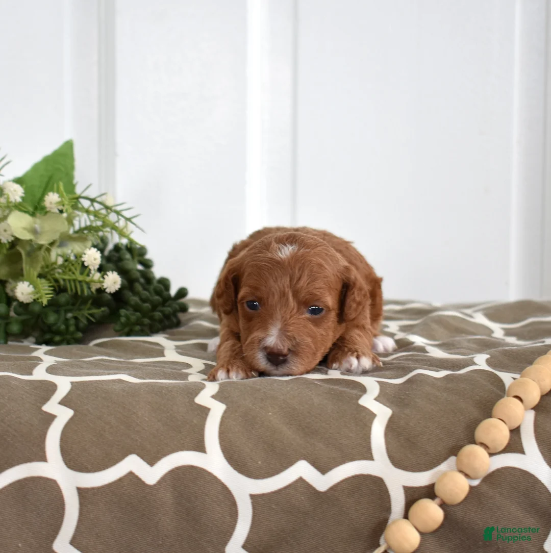 Toy Poodle dogs for sale: Petunia  - Ad 3