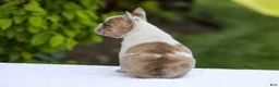 French Bulldog dogs for sale: Copper - Ad 12