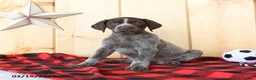 German Shorthaired Pointer dogs for sale: Bella   - Ad 4