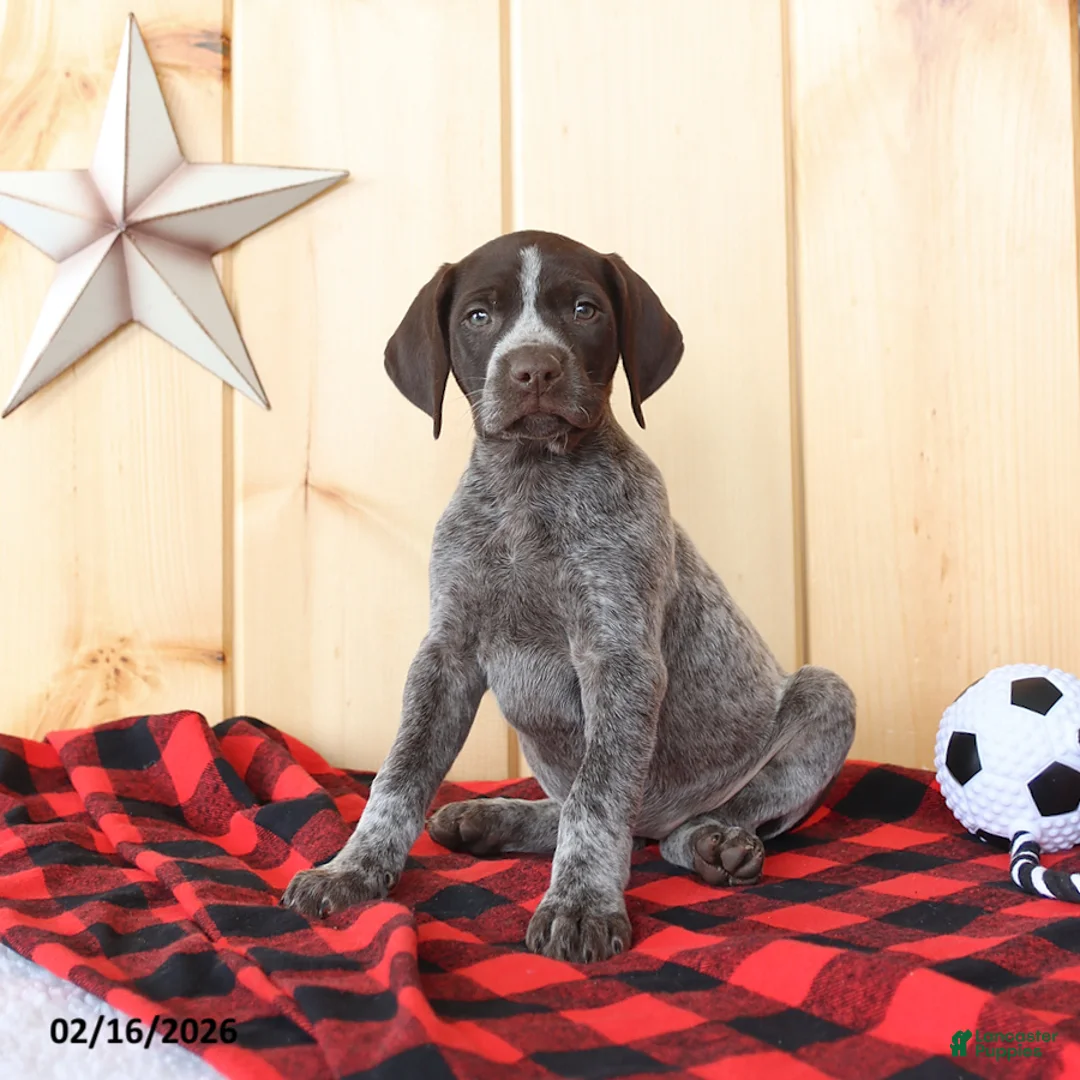 German Shorthaired Pointer dogs for sale: Bella   - Ad 4