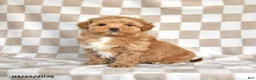 Maltipoo dogs for sale: Precious - Ad 4