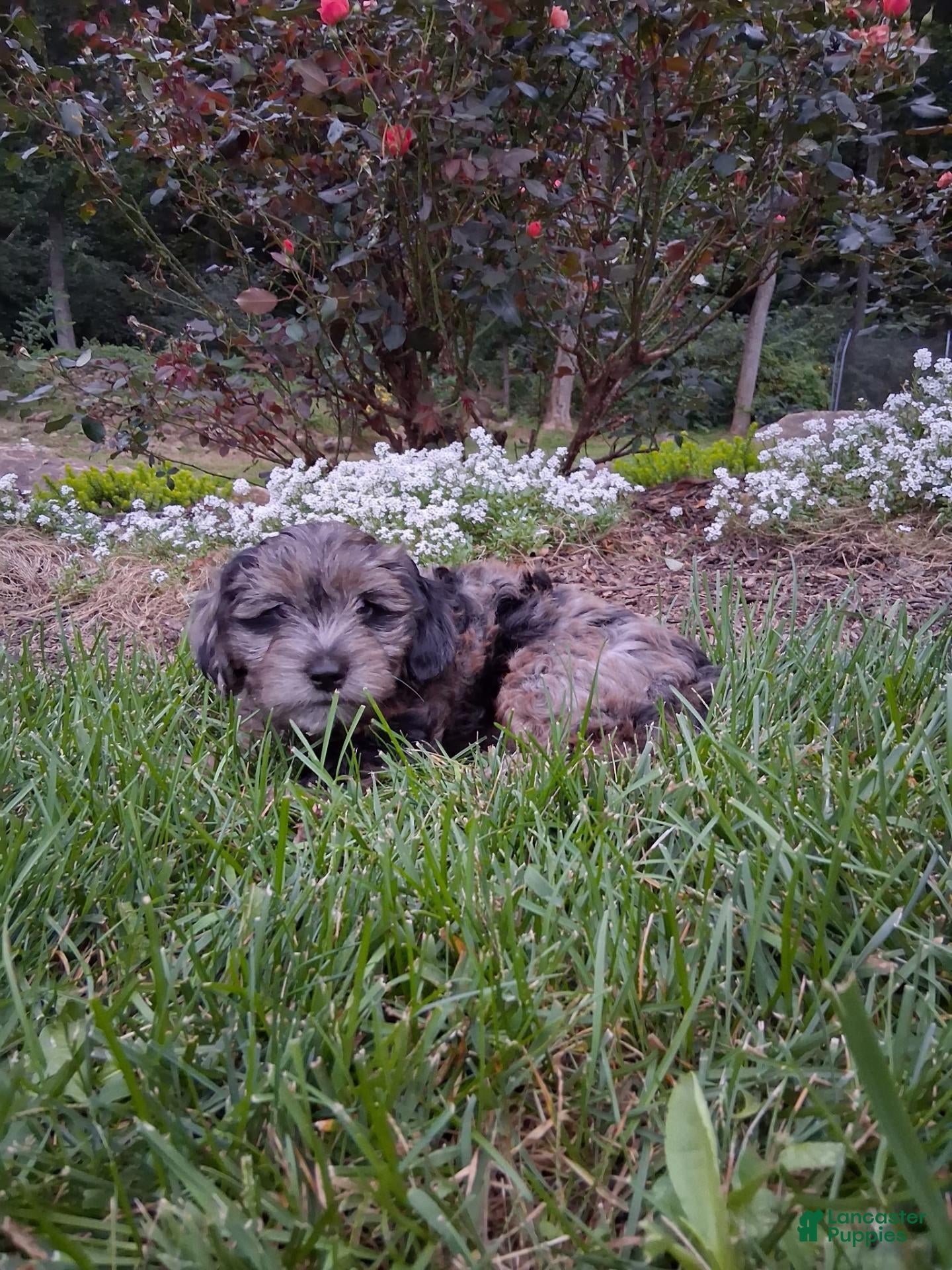 Yorkiepoo dogs Skye - Ad 1