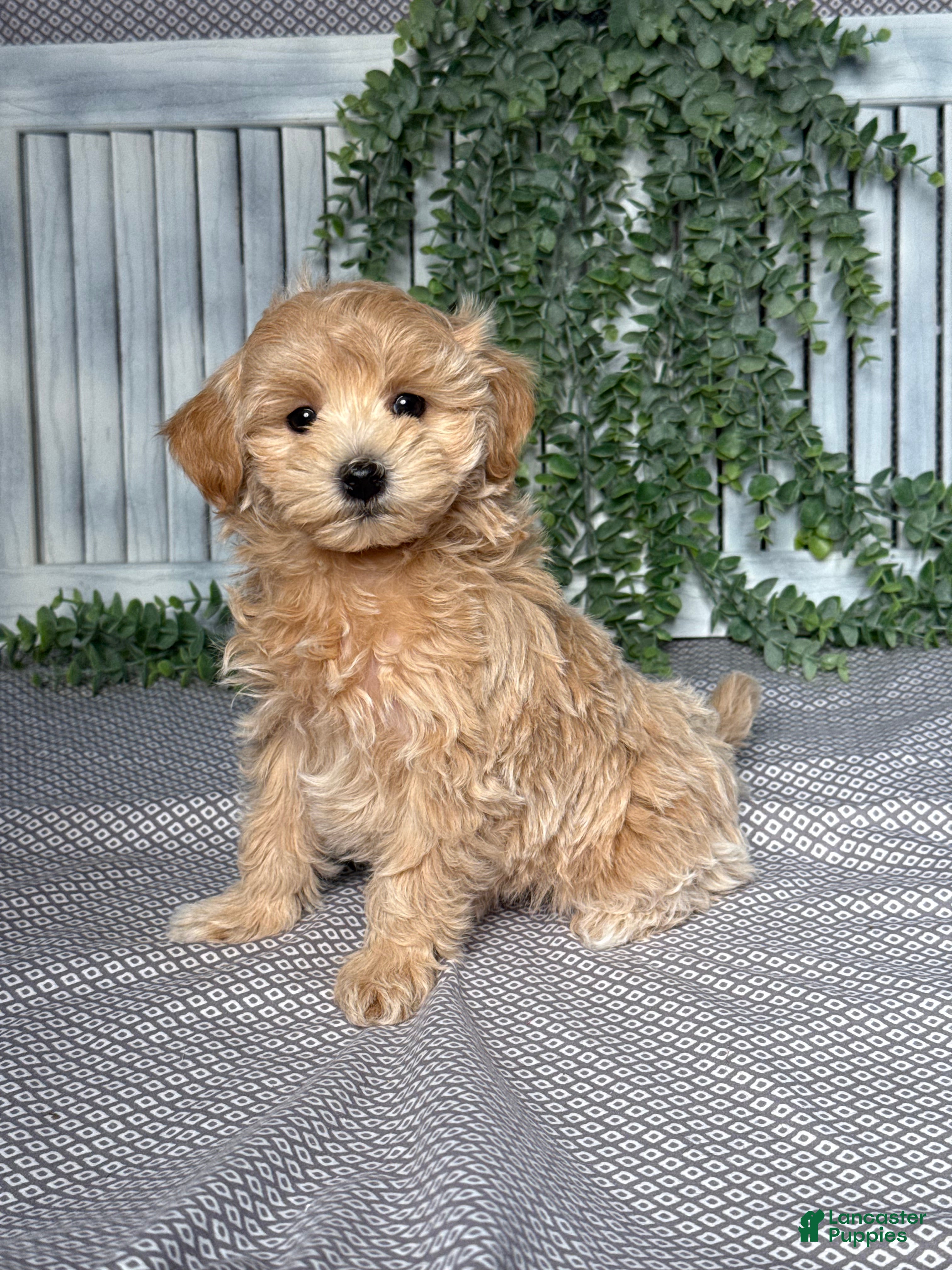 Maltipoo dogs Skye - Ad 2