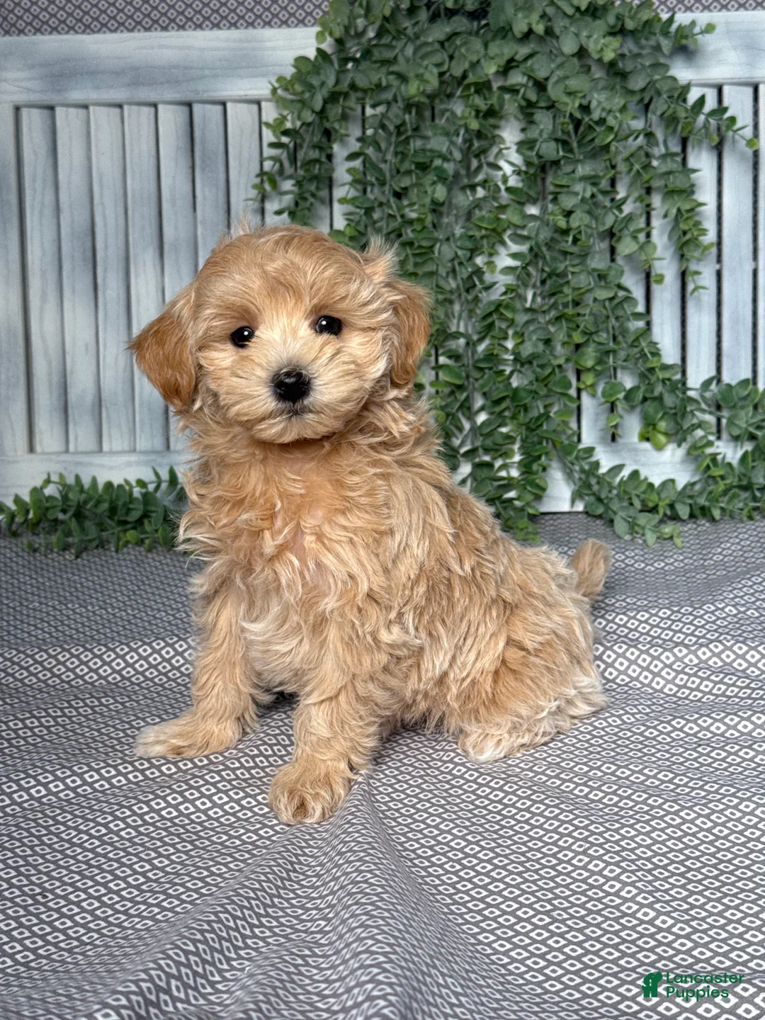 Maltipoo dogs for sale: Skye - Ad 2