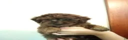 Havapoo dogs for sale: Nile - Ad 6