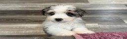 Aussiedoodle dogs for sale: Conley - Ad 3