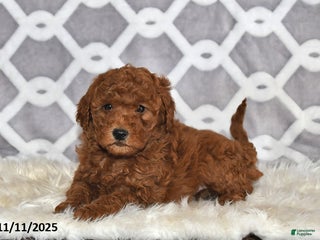 Mini Goldendoodle dogs - Ad 2