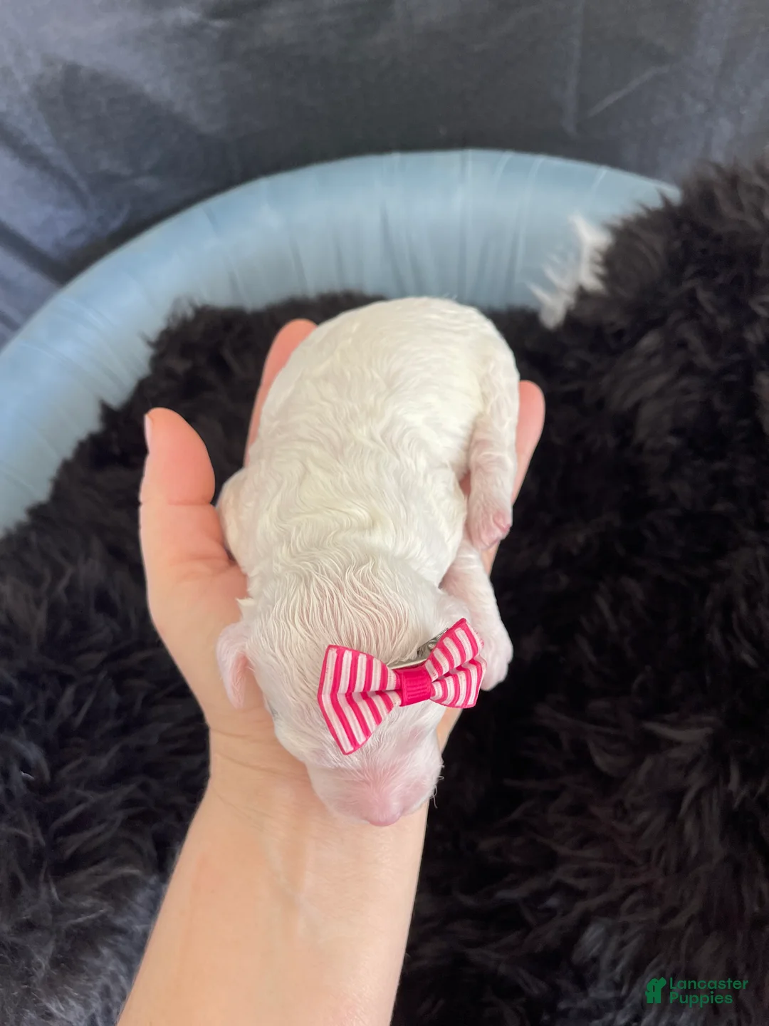 Miniature Poodle dogs for sale: Akc Clear 🧬 Tested Poodle Girl - Ad 5