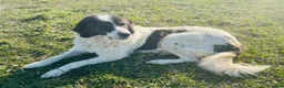 Mixed Breed dogs for sale: Jack - Ad 5