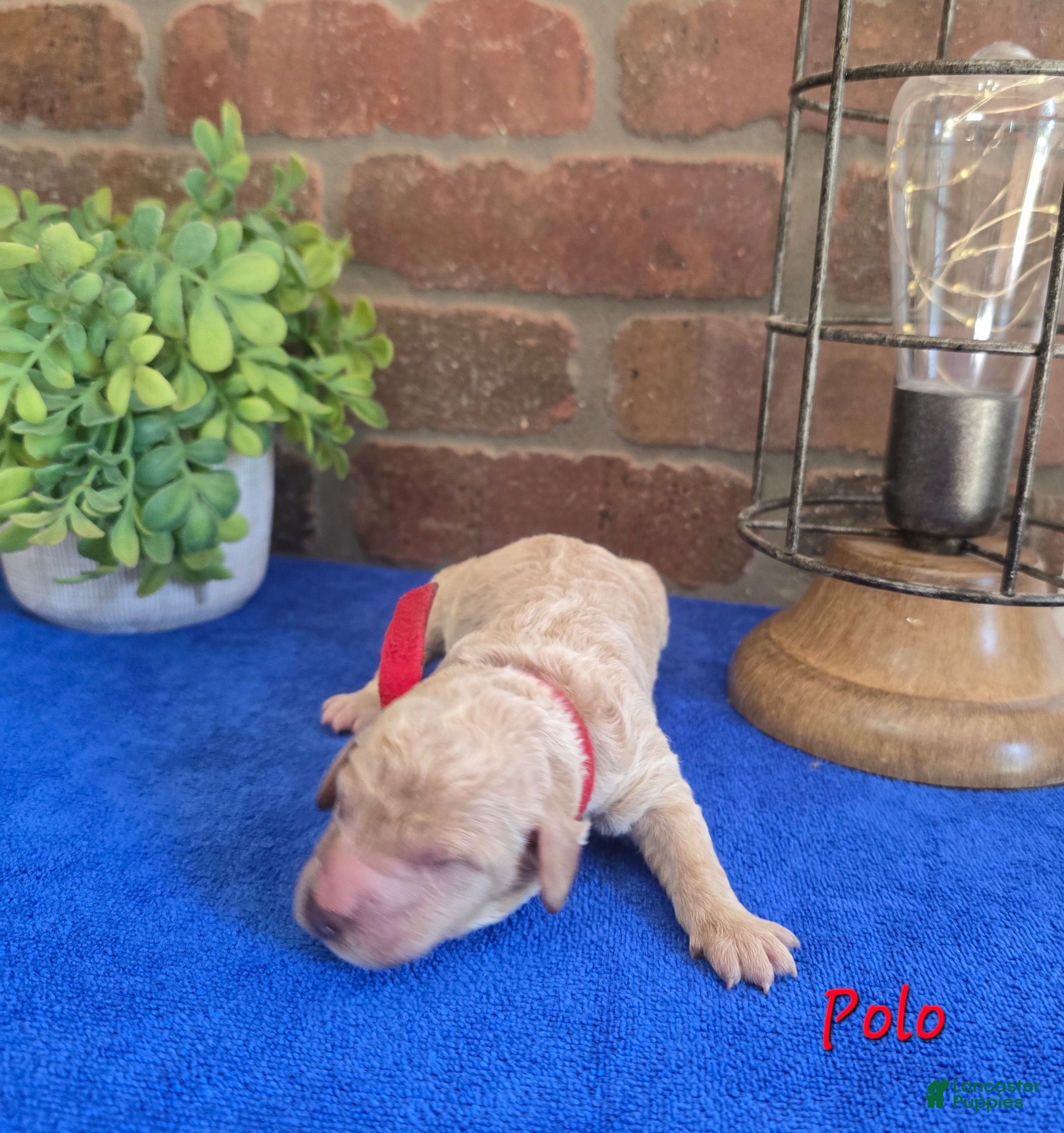Goldendoodle dogs Mini Goldendoodle 4 - Ad 27