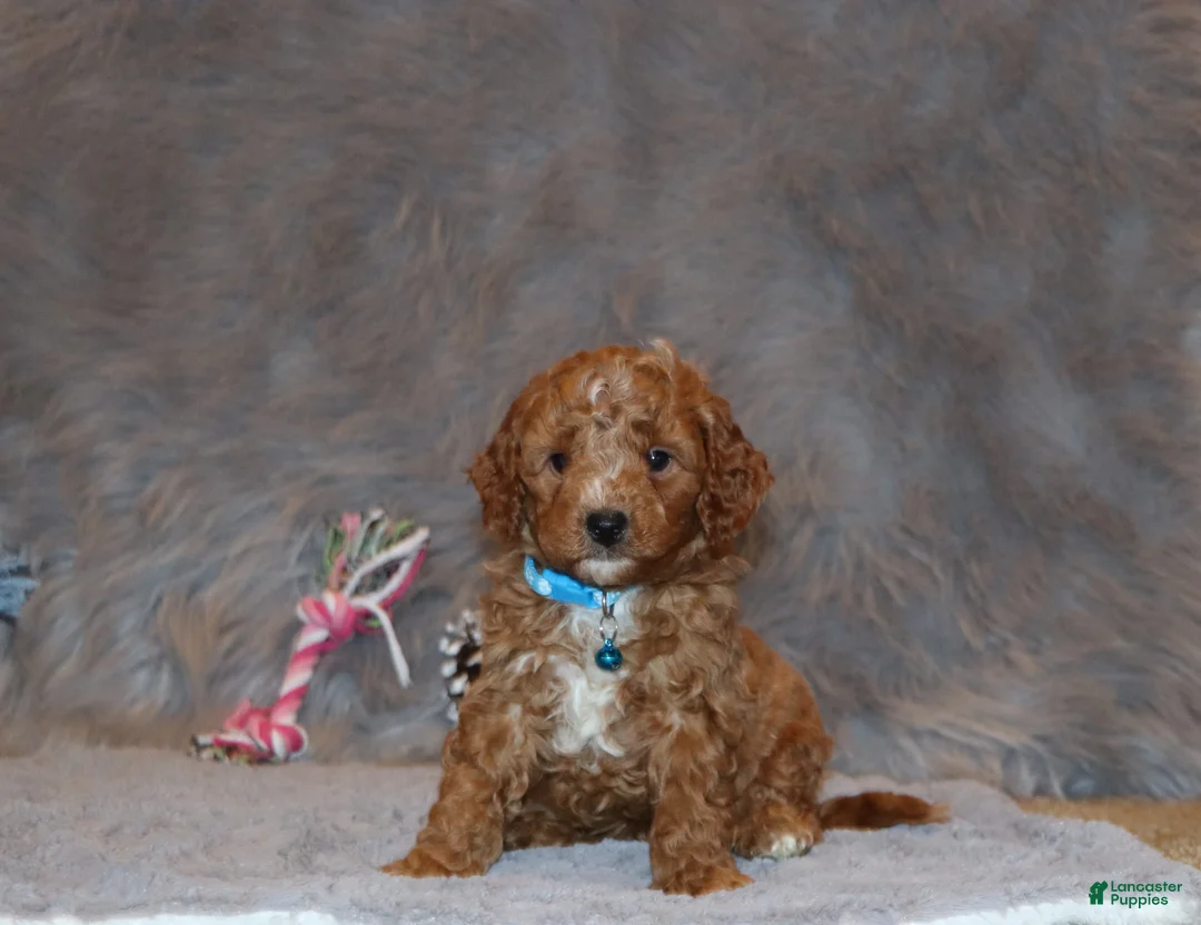 Mini Goldendoodle dogs for sale: Thomas 💙 Micro Miniature - Ad 26
