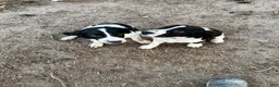 English Springer Spaniel dogs for sale: English Springer Spaniel Puppy 1 - Ad 9