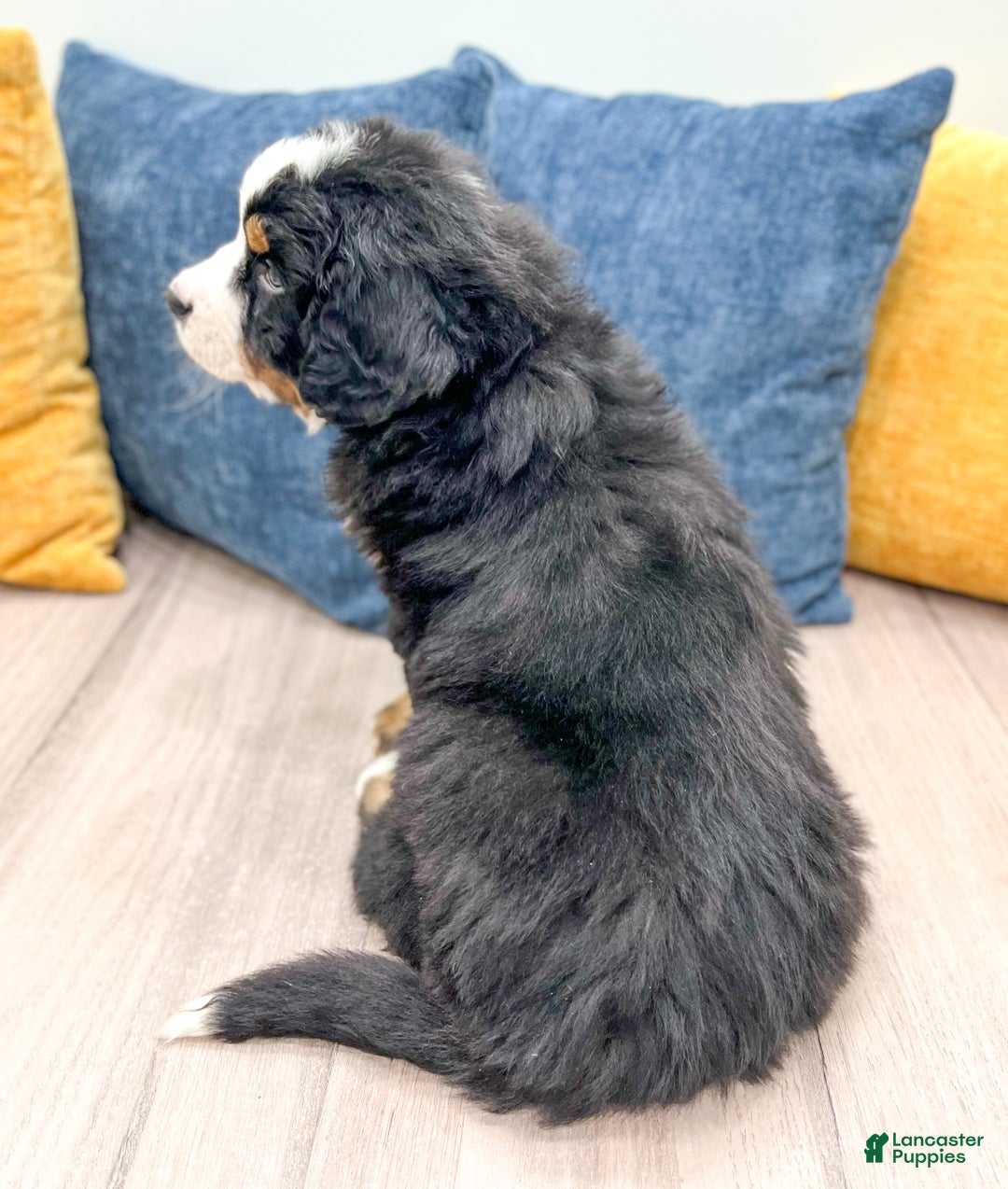 Bernese Mountain Dog dogs for sale: Cookie - Ad 5