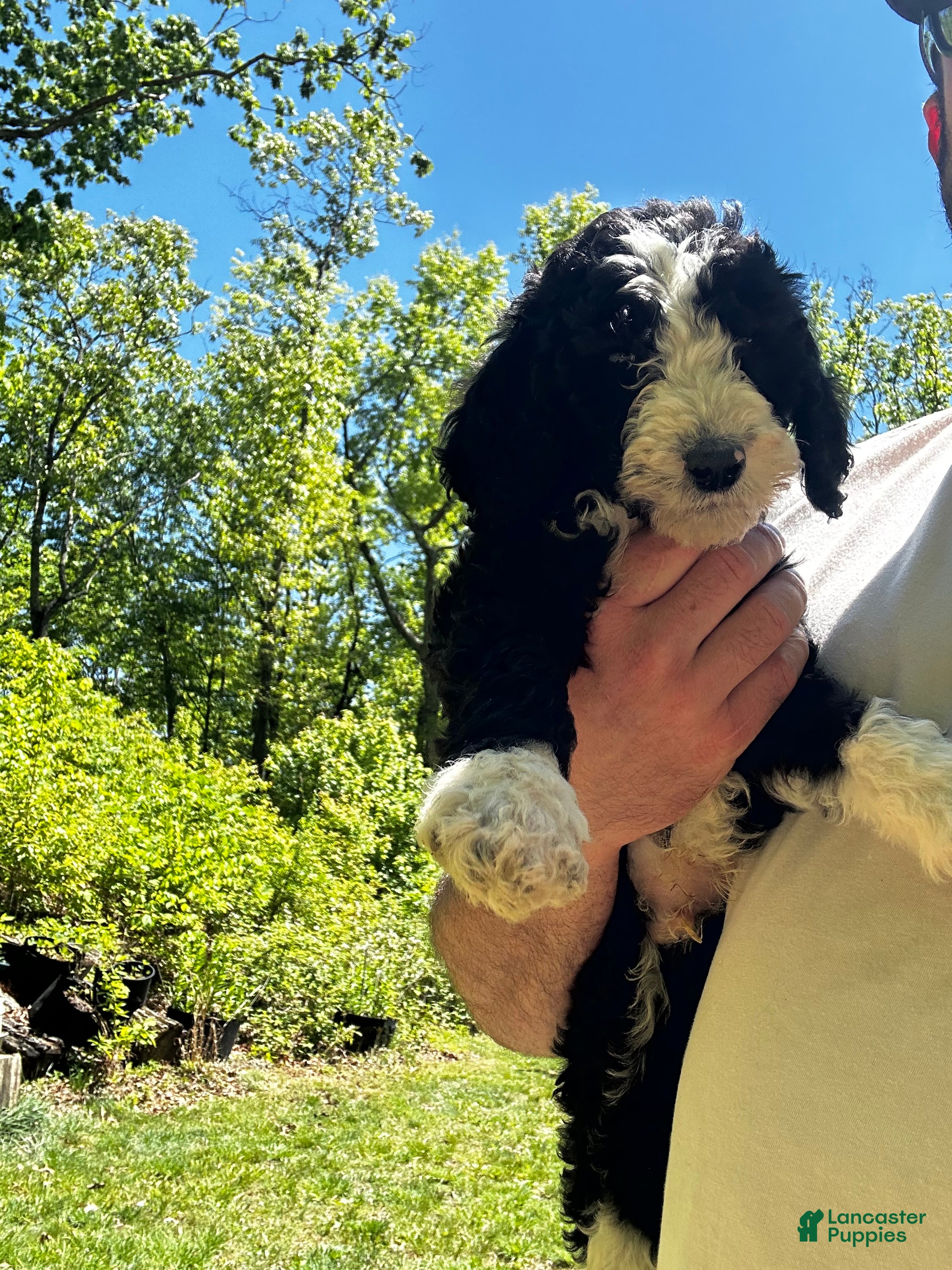 Mixed Breed dogs Jack - Ad 2