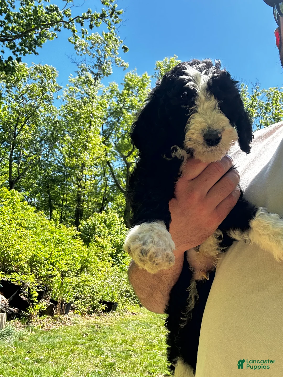 Mixed Breed dogs for sale: Jack - Ad 2