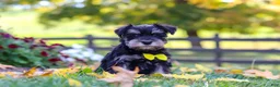 Miniature Schnauzer dogs for sale: Kevin - Ad 3