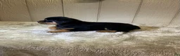 Rottweiler dogs for sale: Rottweiler 4 - Ad 12