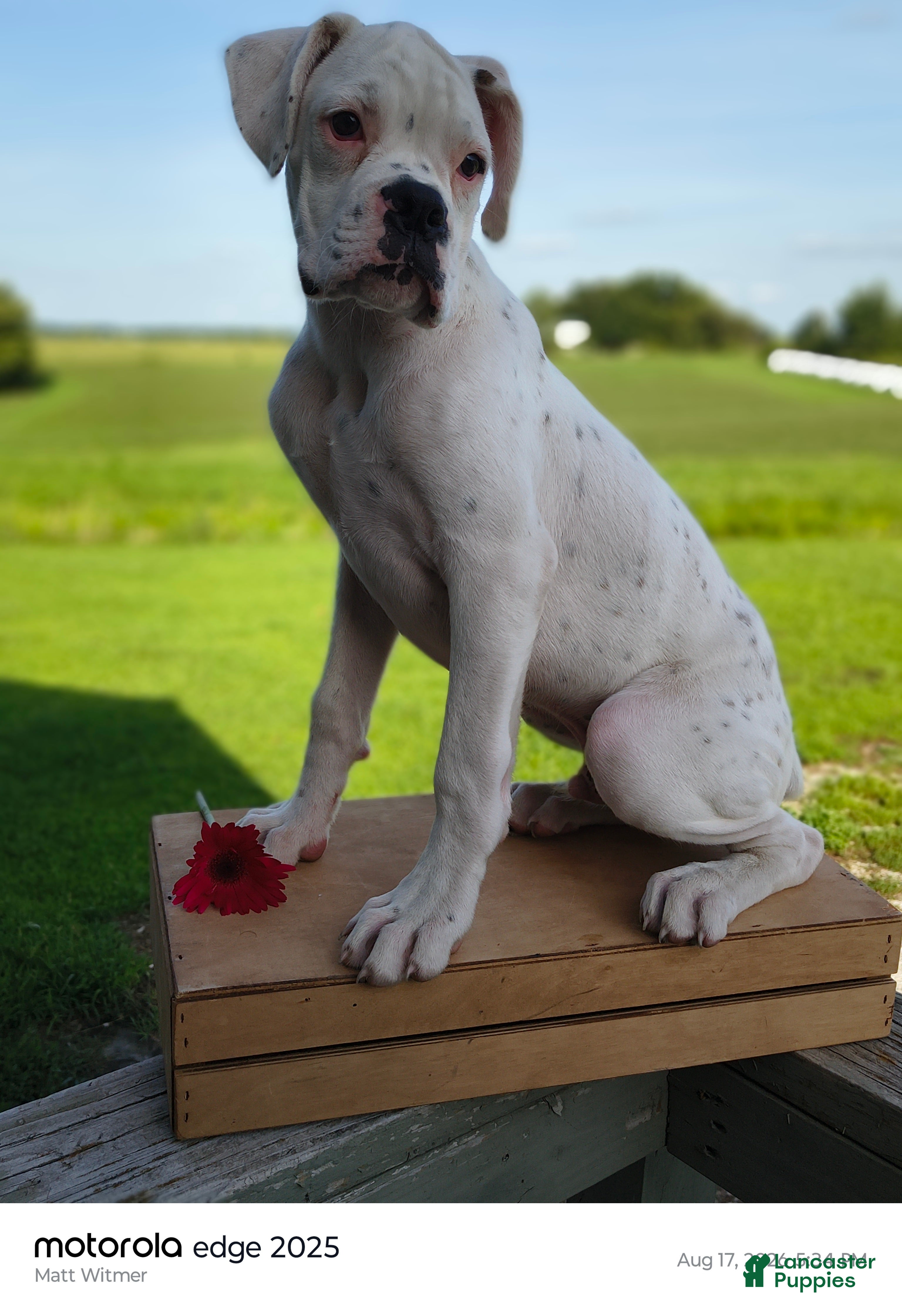 Boxer dogs Peppermint - Ad 1