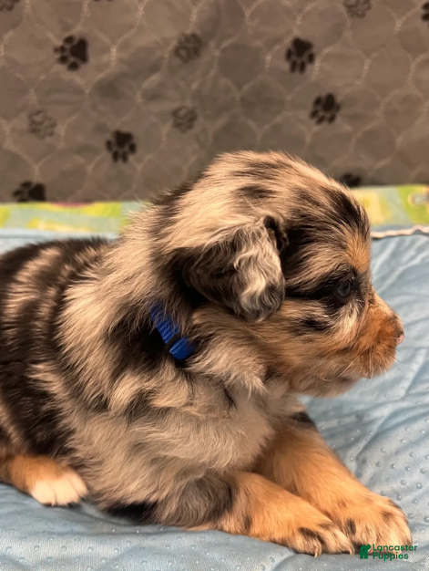Australian Shepherd dogs Kane - Ad 2