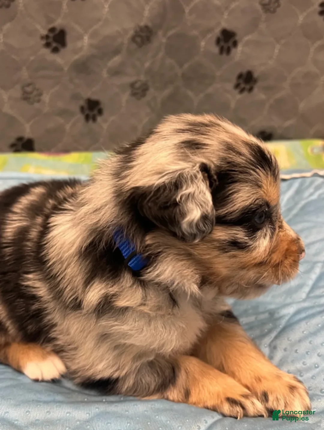 Australian Shepherd dogs for sale: Kane - Ad 2