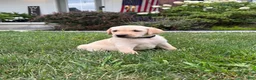 Labrador Retriever dogs for sale: Labrador Retriever 12 - Ad 17