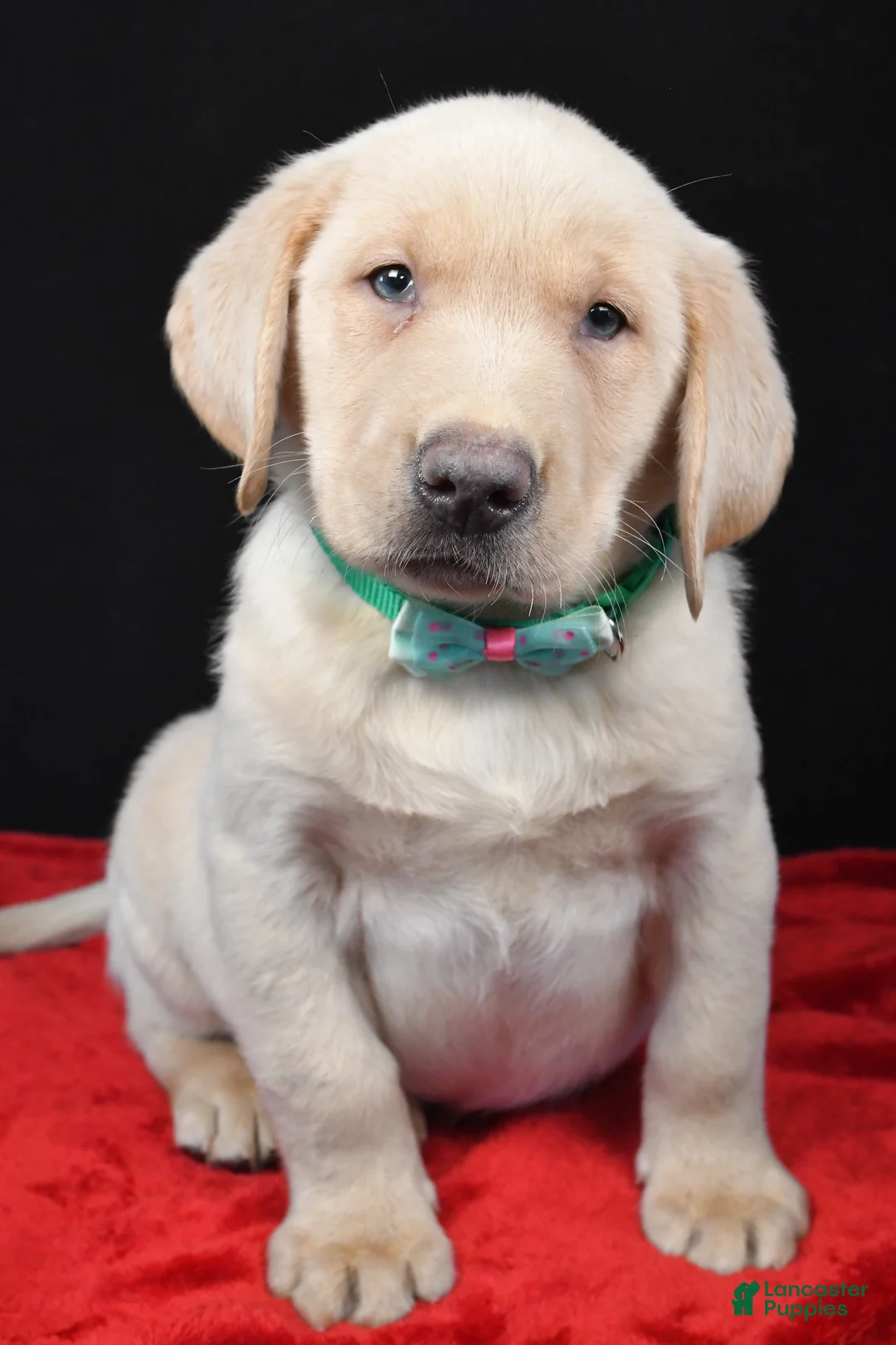 Labrador Retriever dogs for sale: Ranger - Ad 7