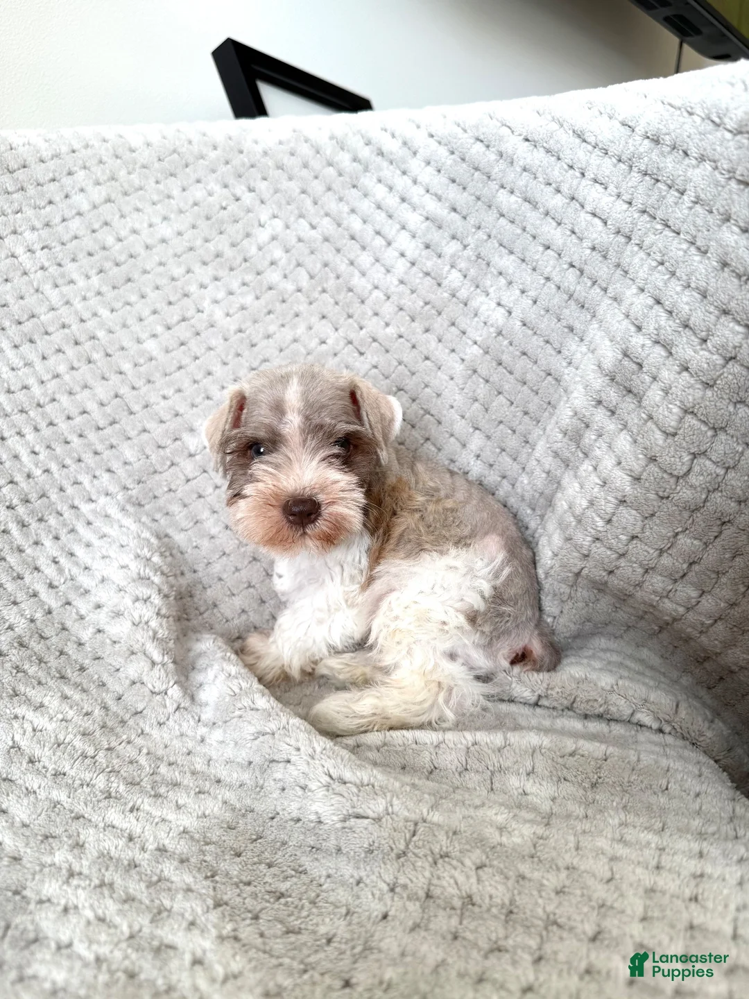Miniature Schnauzer dogs for sale: Trevor  - Ad 1