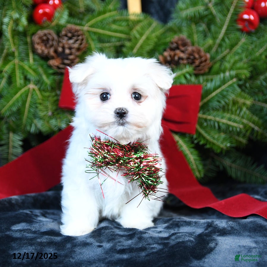 Maltese dogs Ivy - Ad 39