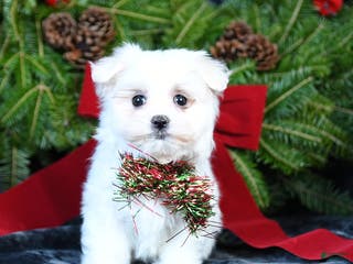 Maltese dogs Ivy - Ad 3