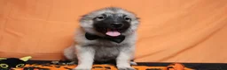 Keeshond dogs for sale: Conner  - Ad 2