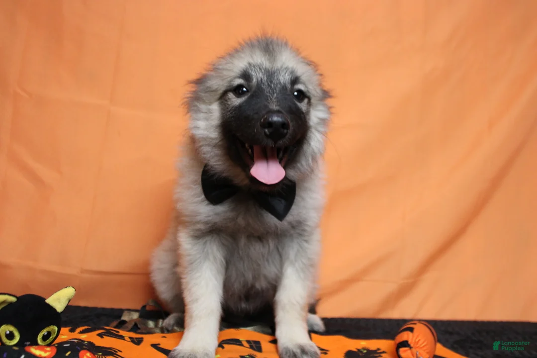 Keeshond dogs for sale: Conner  - Ad 2