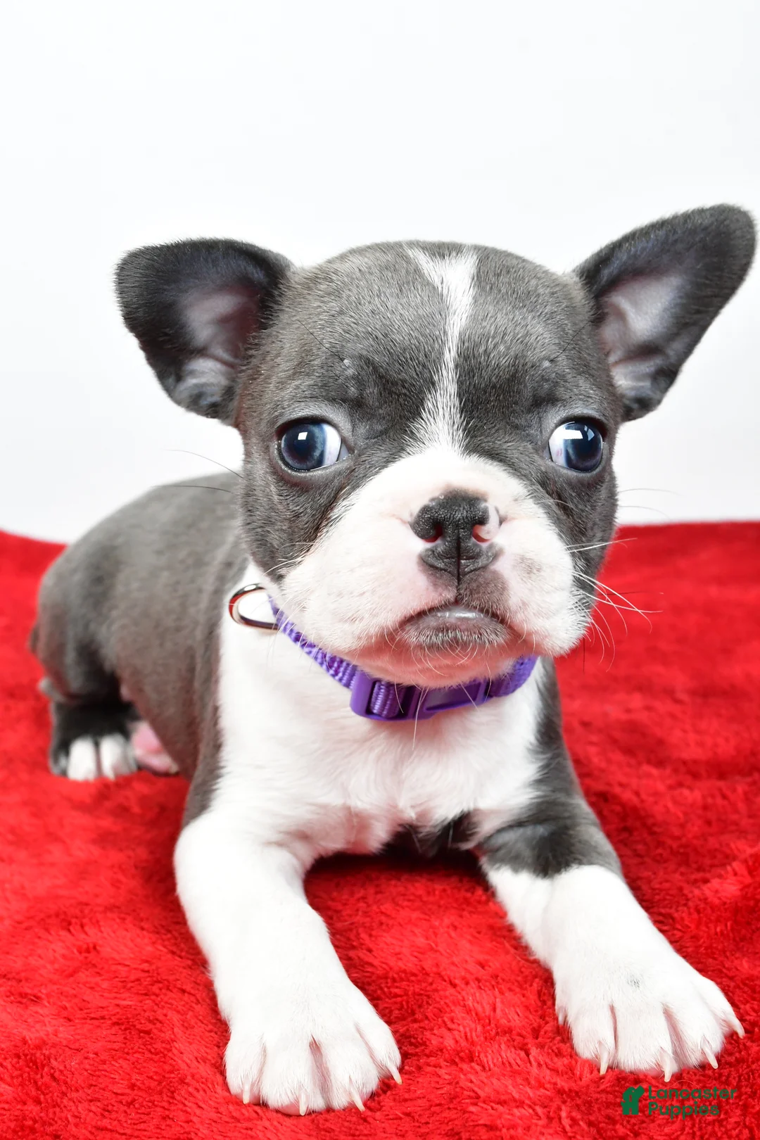 Mixed Breed dogs for sale: Layla - Ad 8