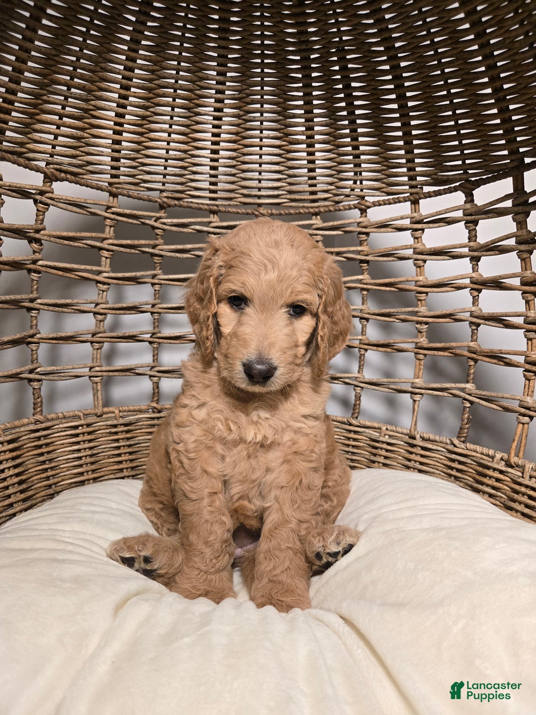 Goldendoodle dogs for sale: Mochi - Ad 5