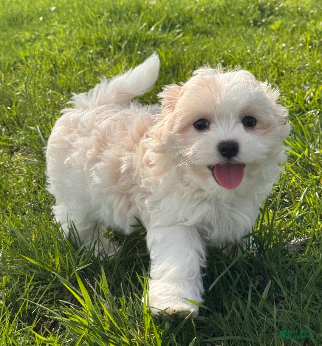 Havanese dogs for sale: Hadley - Ad 5