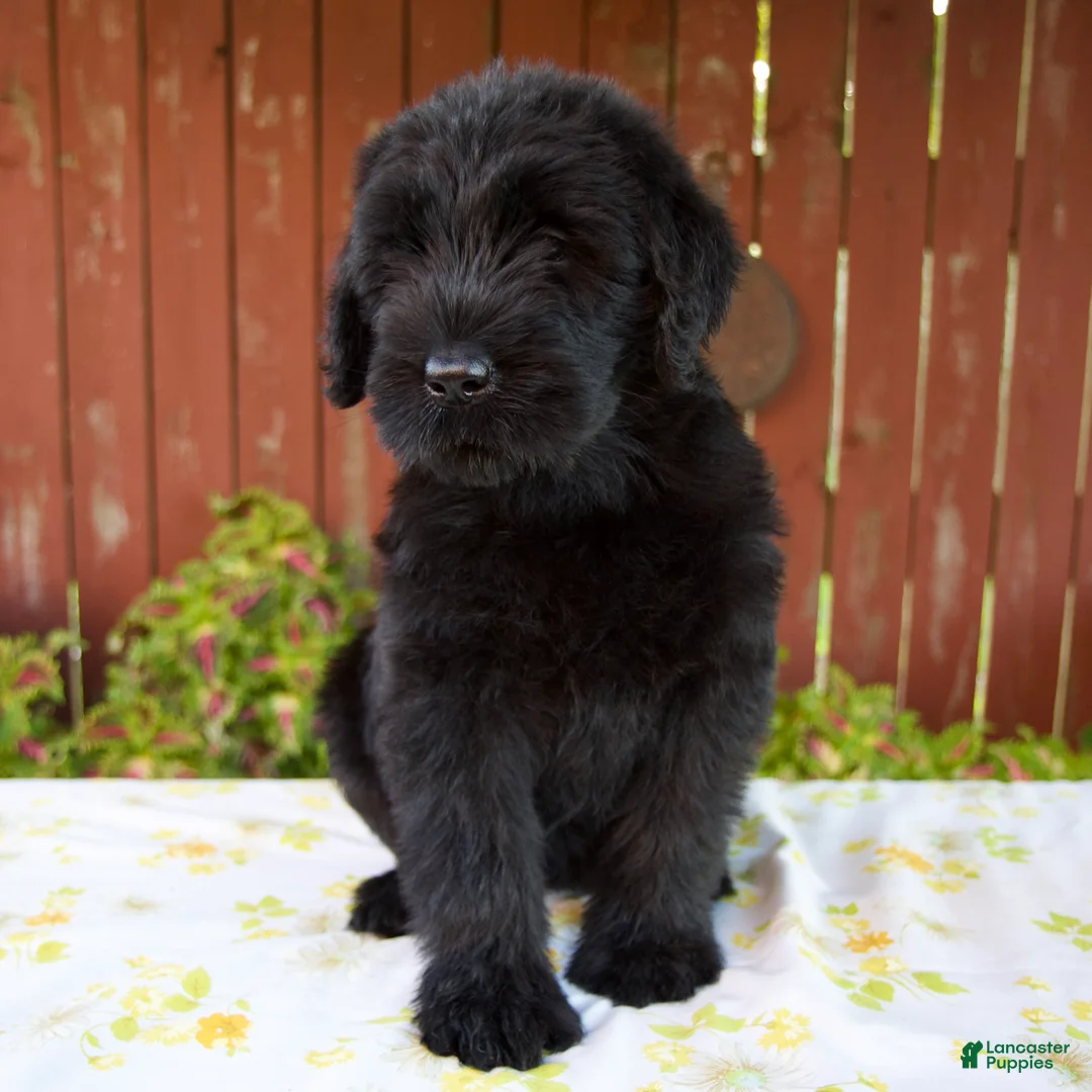Giant Schnauzer dogs for sale: Rhonda - Ad 1