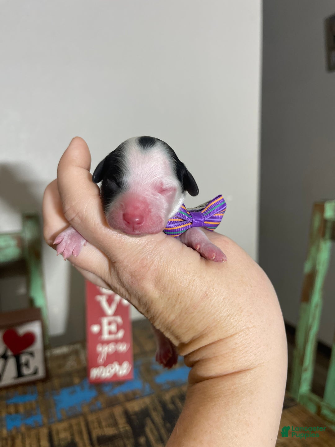 Miniature Poodle dogs for sale: Akc Clear Purple Bow - Ad 5