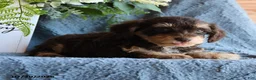 Schnoodle dogs for sale: Pippin - Ad 3