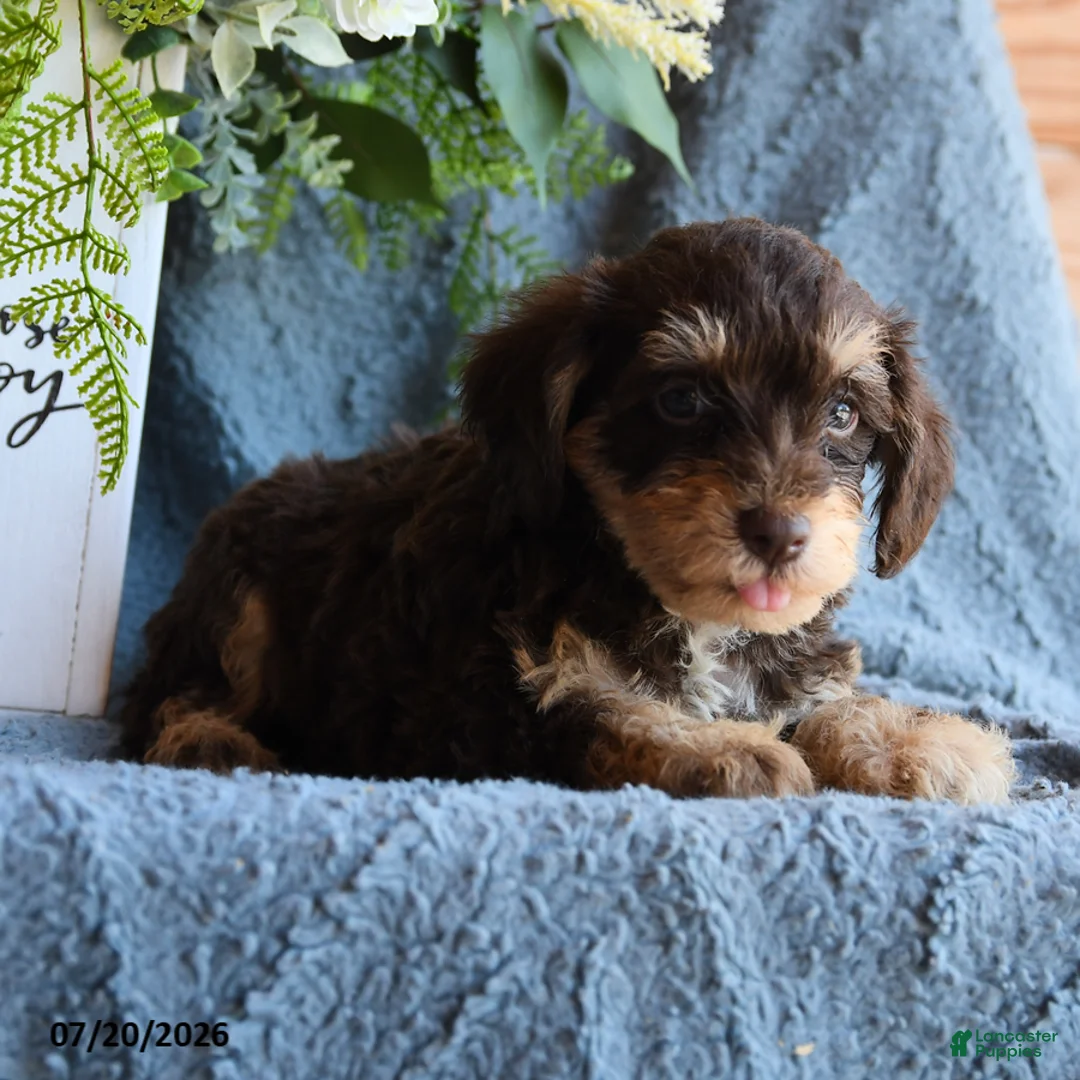 Schnoodle dogs for sale: Pippin - Ad 3