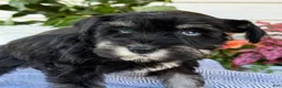 Miniature Schnauzer dogs for sale: Lin - Ad 8