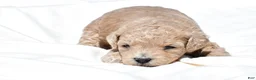 Mini Goldendoodle dogs for sale: Nancy - Ad 10