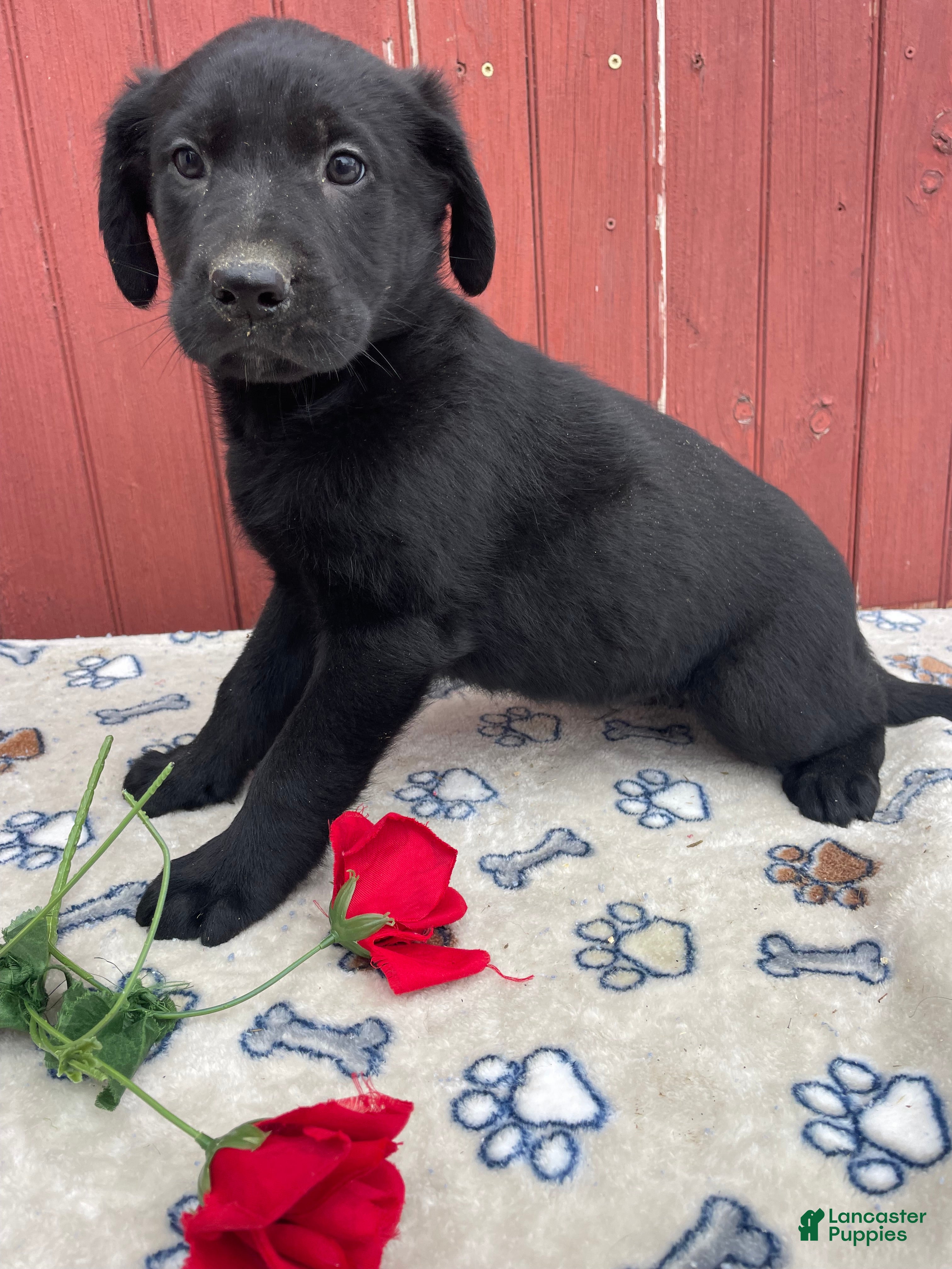 Sheprador dogs Cory - Ad 1