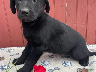 Sheprador dogs Cory - Ad 1