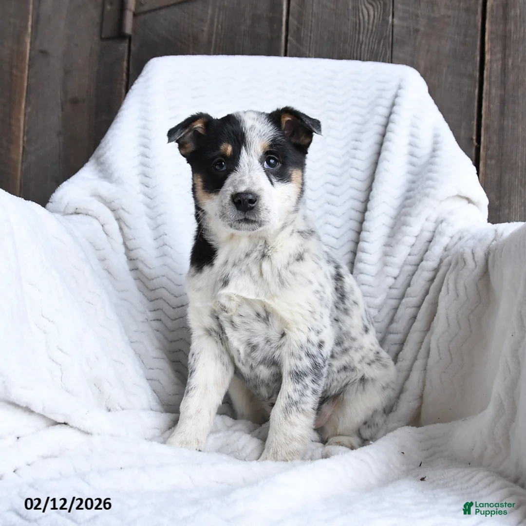 Australian Cattle Dog dogs for sale: Mitsey  - Ad 2