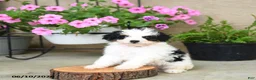 Mini Aussiedoodle dogs for sale: Pixel - Ad 2