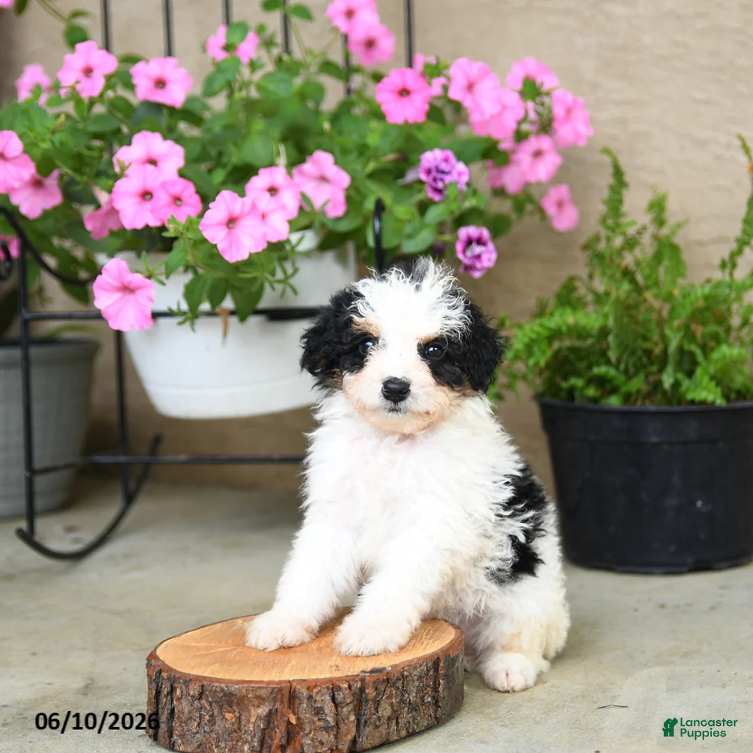 Mini Aussiedoodle dogs for sale: Pixel - Ad 2